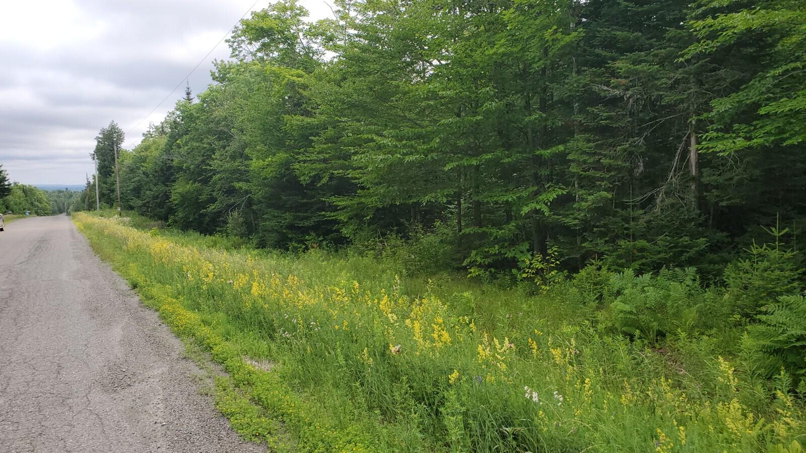 Lot 7 Estabrook Road Amity, ME 04471 - Photo 5 of 6 20210706_101145
