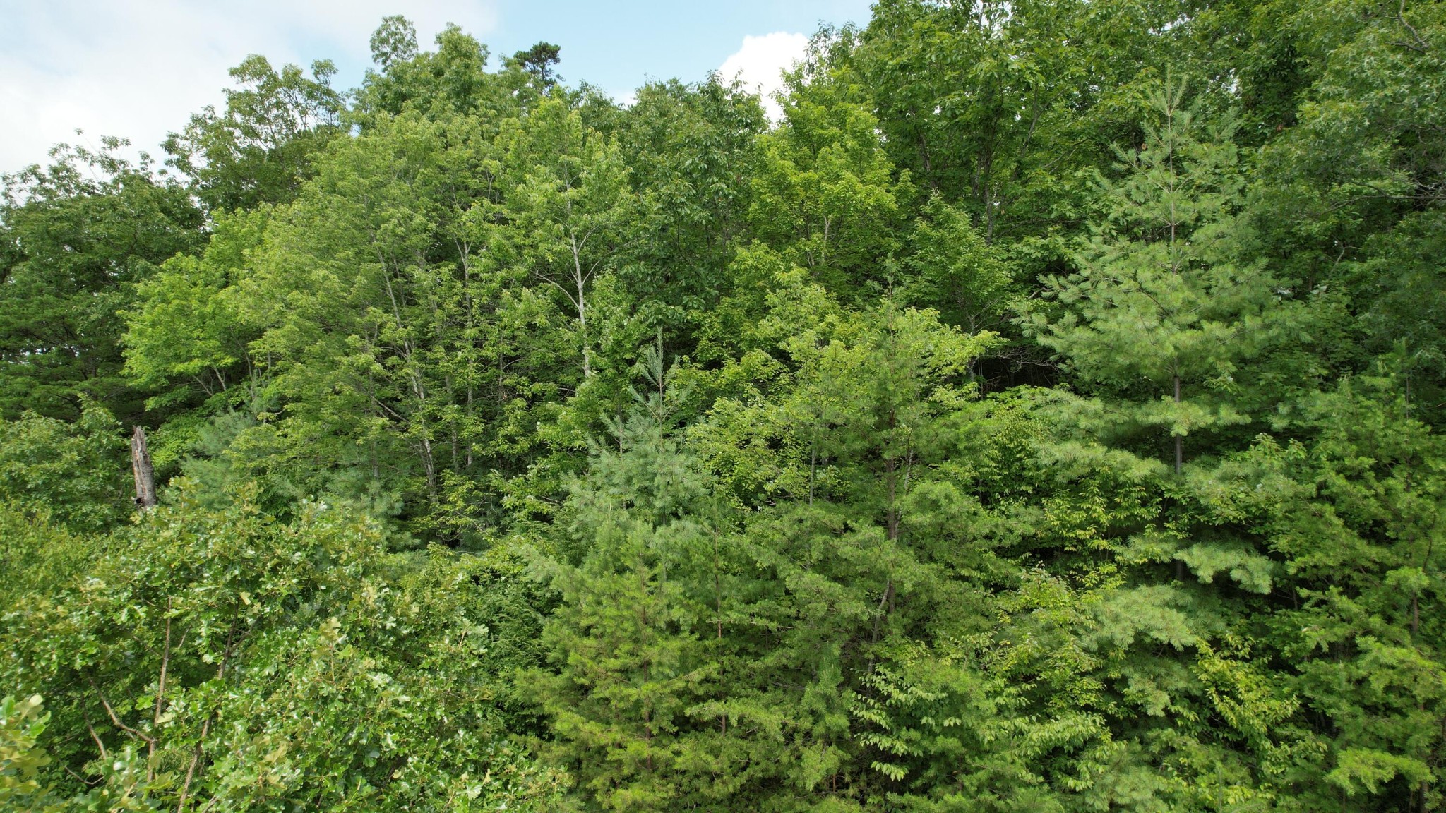 98 Black Powder Lane Sevierville, TN 37862 - Photo 15 of 30