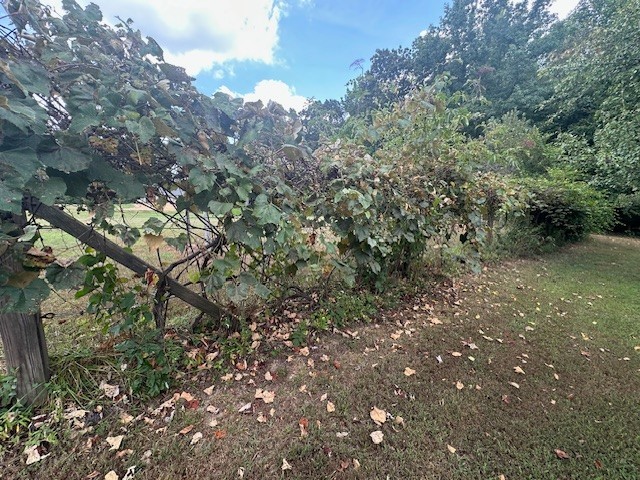 320 South Point Drive Camden, TN 38320 - Photo 56 of 62 a view of a forest with a tree