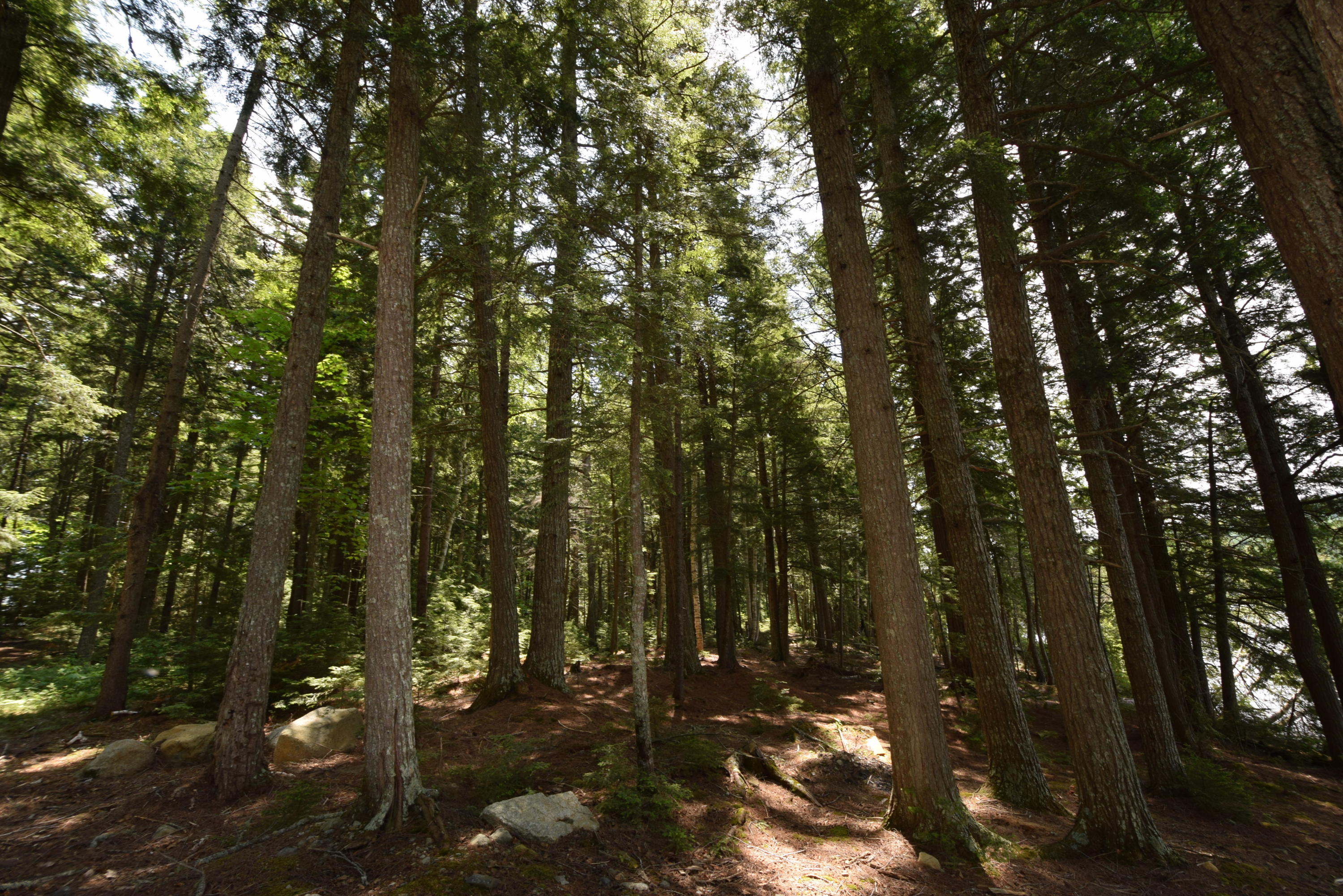 0 Chadwick Pt Road Weston, ME 04424 - Photo 10 of 20 Beautiful wooded lot...