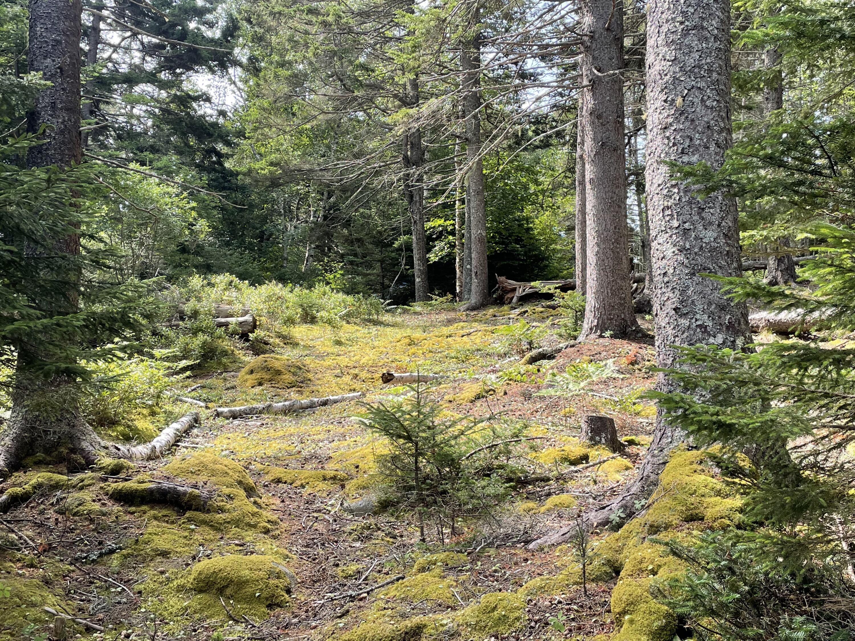 A Old Harbor Road Vinalhaven, ME 04863 - Photo 7 of 16 2816DFC8-626F-4689-ACAB-9B20A0B70D6B