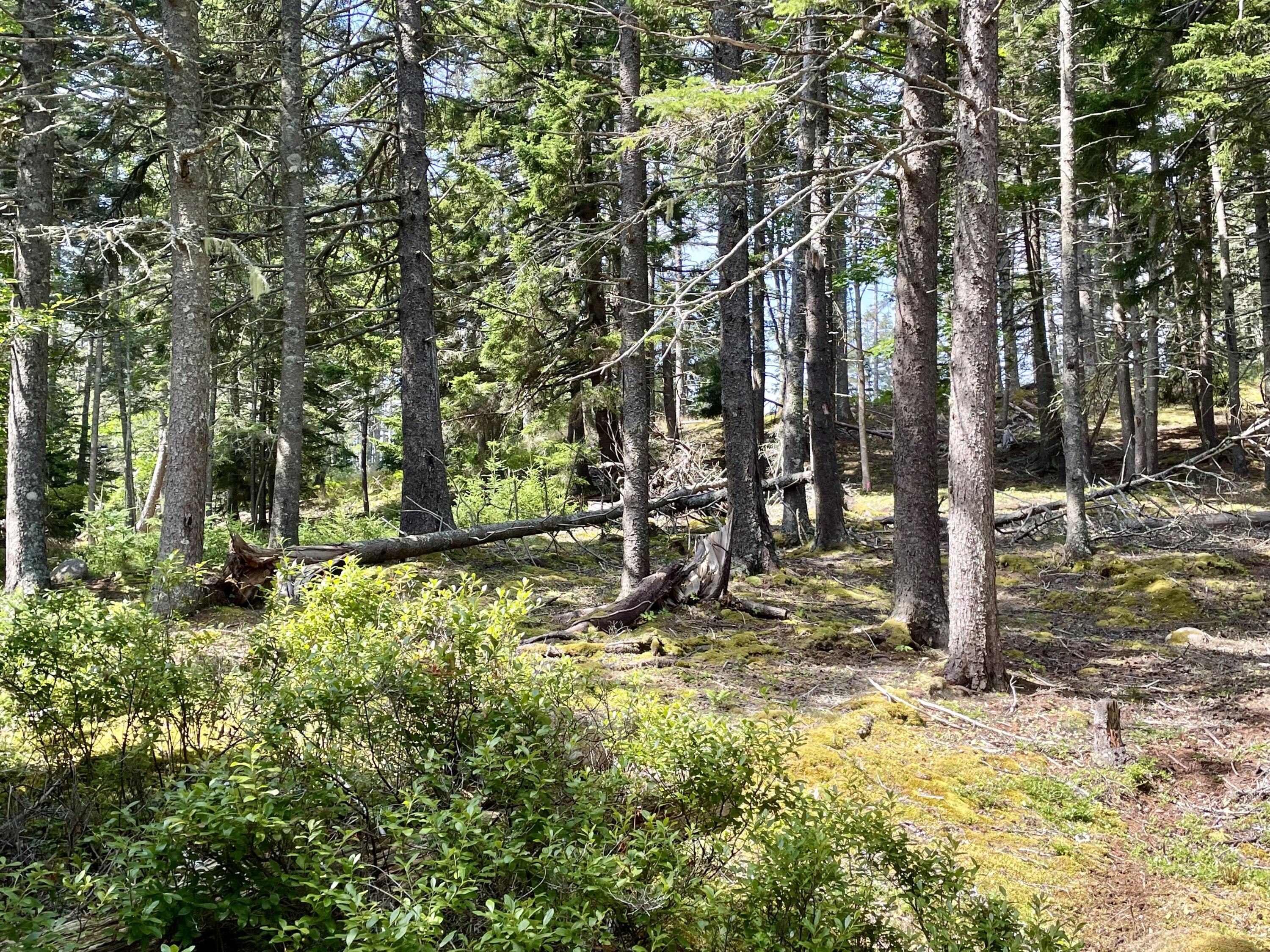 A Old Harbor Road Vinalhaven, ME 04863 - Photo 9 of 16 E8FD4FBC-66C2-4D00-8C32-3639C8C3CD24_1_2