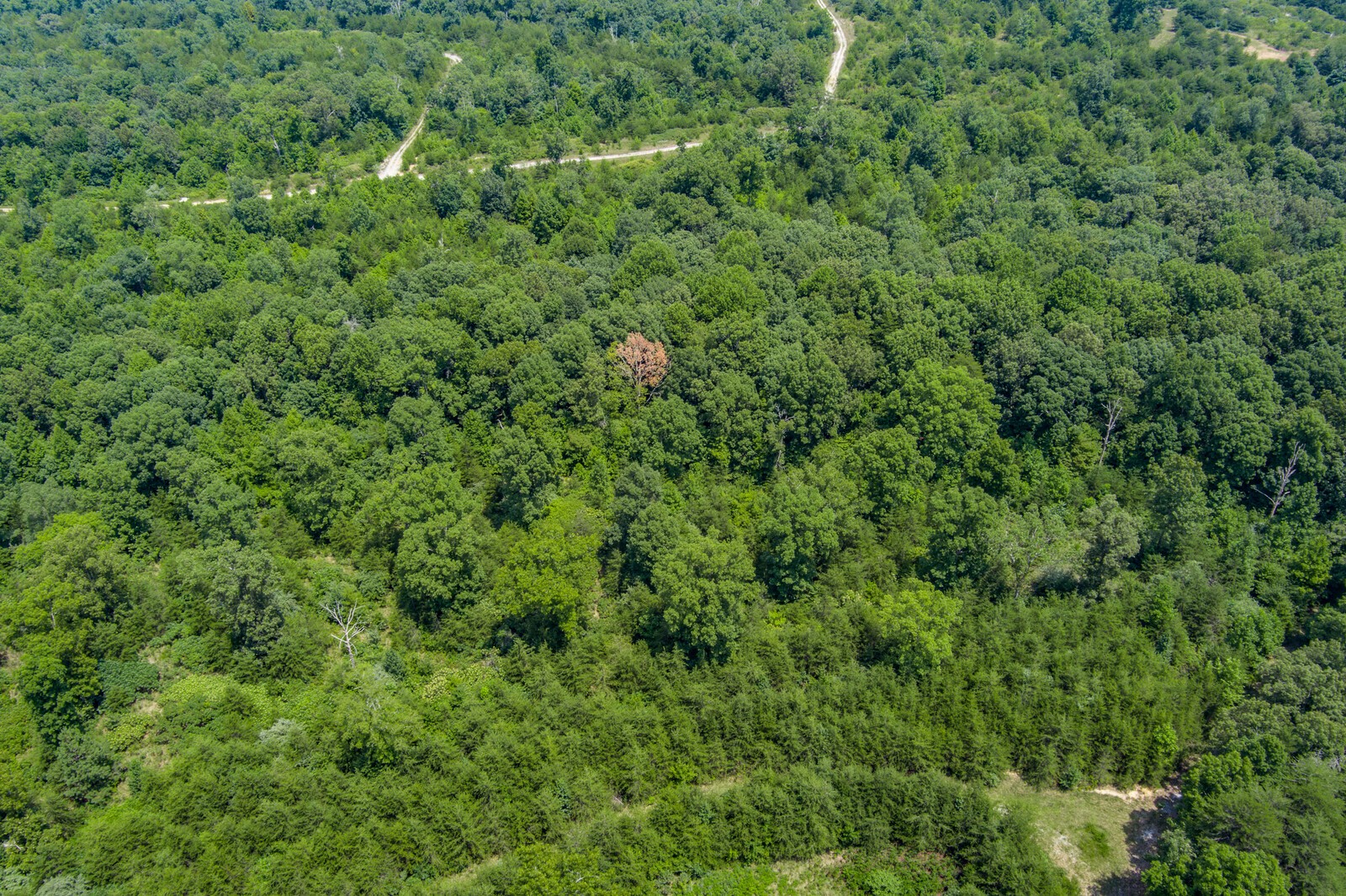 0 Golden Pointe Road Spencer, TN 38585 - Photo 7 of 18 Gallery Image 7