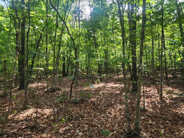 a view of a forest with trees