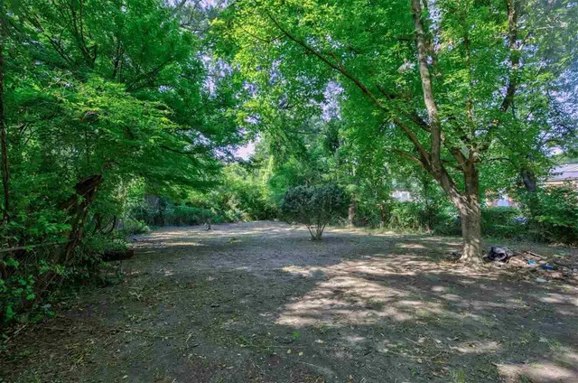 a view of a tree in the middle of a yard