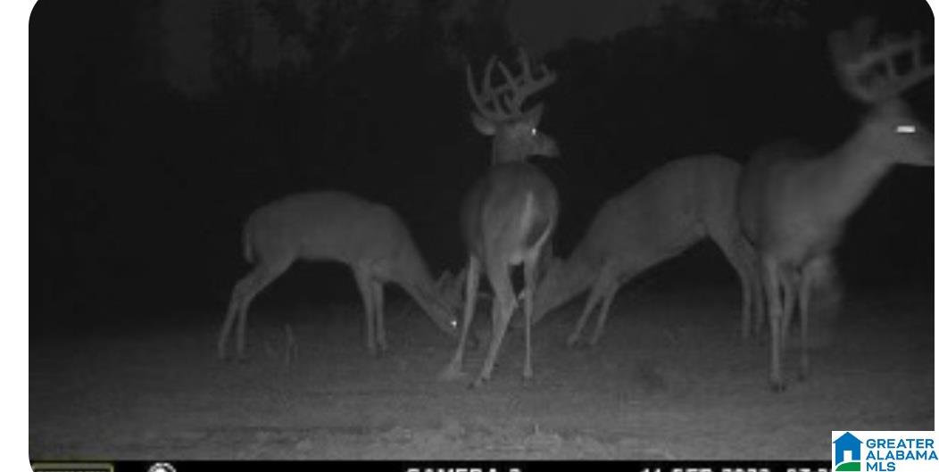 1395 Camp Creek Road Cropwell, AL 35054 - Photo 14 of 16