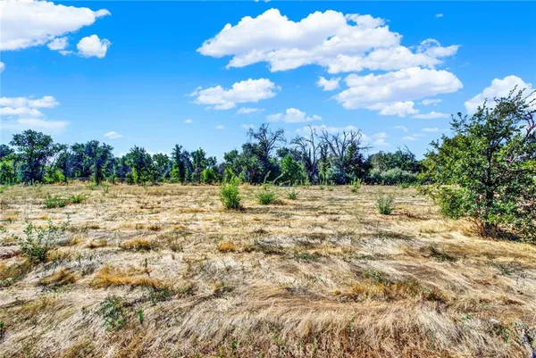 a view of a backyard with large trees and wooden fence