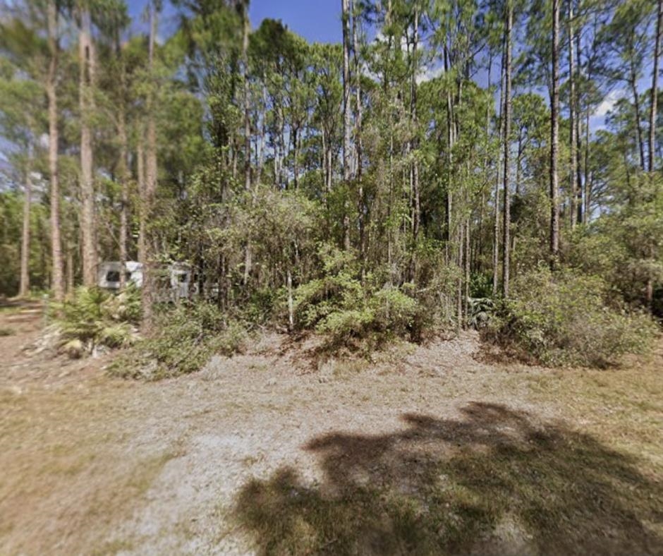 104 Helen Avenue Georgetown, FL 32139 - Photo 1 of 5 a view of a yard with plants and trees