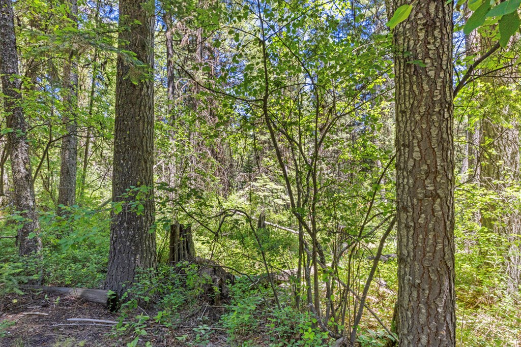 520 Susan Road, Unit 25 Cascade, ID 83611 - Photo 4 of 11 Spot for Hammock