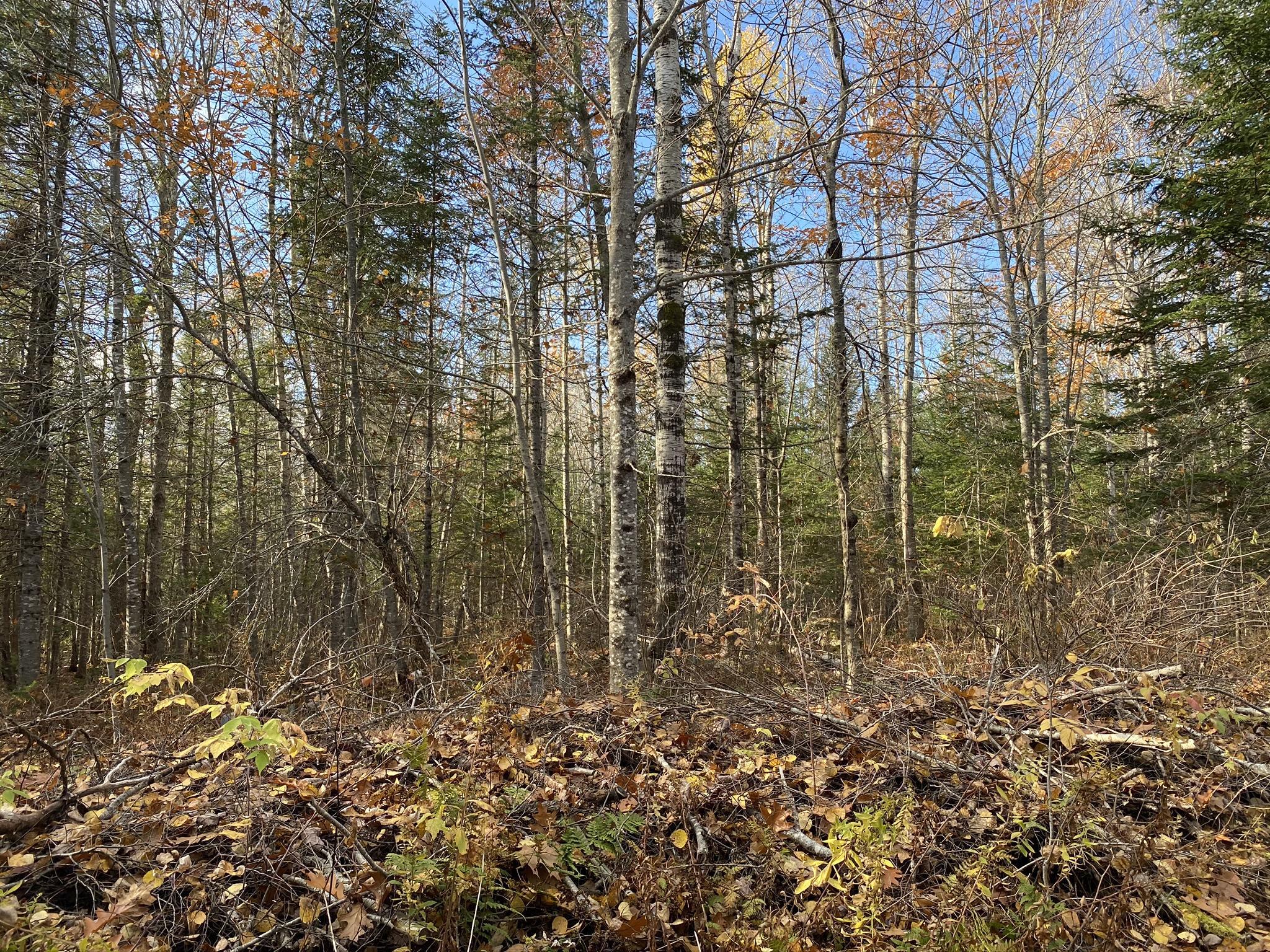 1665-1695 Kingman Road Kingman, ME 04451 - Photo 66 of 72 IMG_3698
