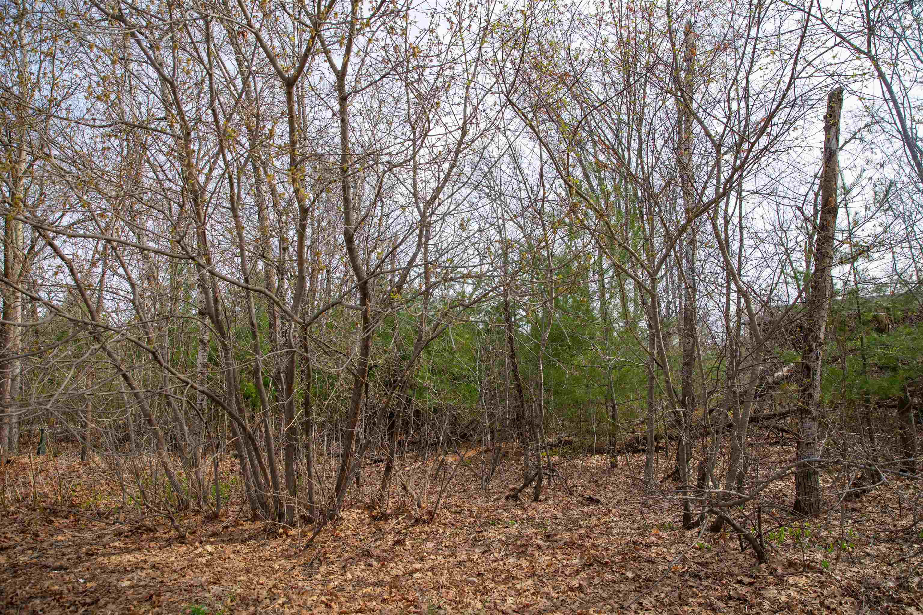 Lot 11 Lakeshore Montello, WI 53949 - Photo 6 of 11