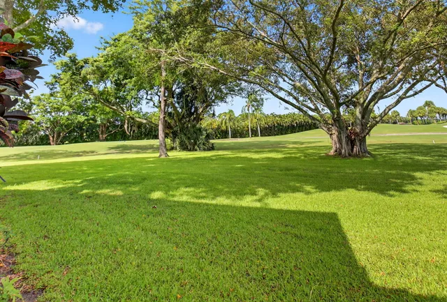 a view of a big yard with a large trees