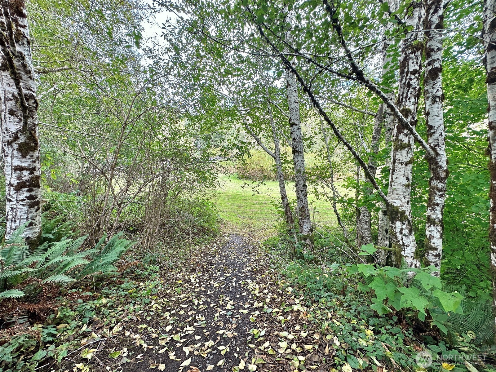 945 Highway 101 Cosmopolis, WA 98537 - Photo 34 of 39 a view of a yard with a tree