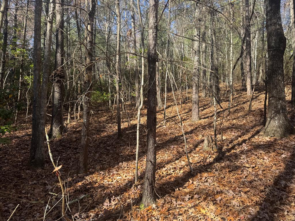 1982 Pine Log Church Road Brasstown, NC 28902 - Photo 17 of 18