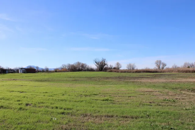 a view of a field with large trees