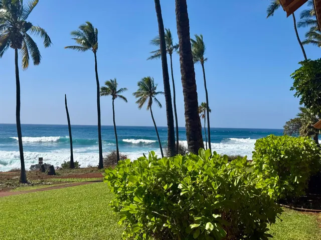 a view of three palm trees
