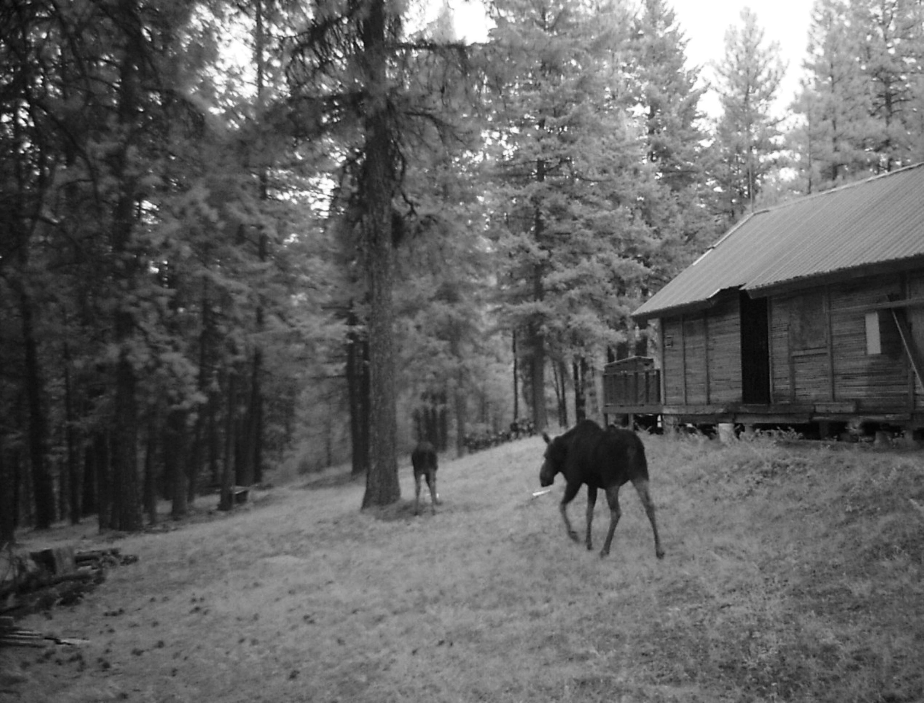 4593 G Hidden Road Loon Lake, WA 99148 - Photo 23 of 32