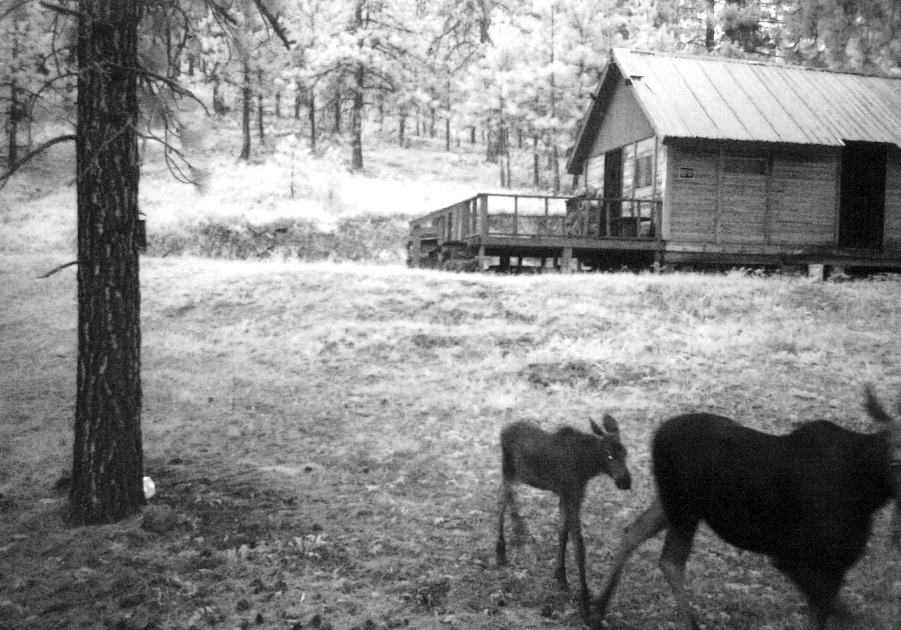 4593 G Hidden Road Loon Lake, WA 99148 - Photo 32 of 32