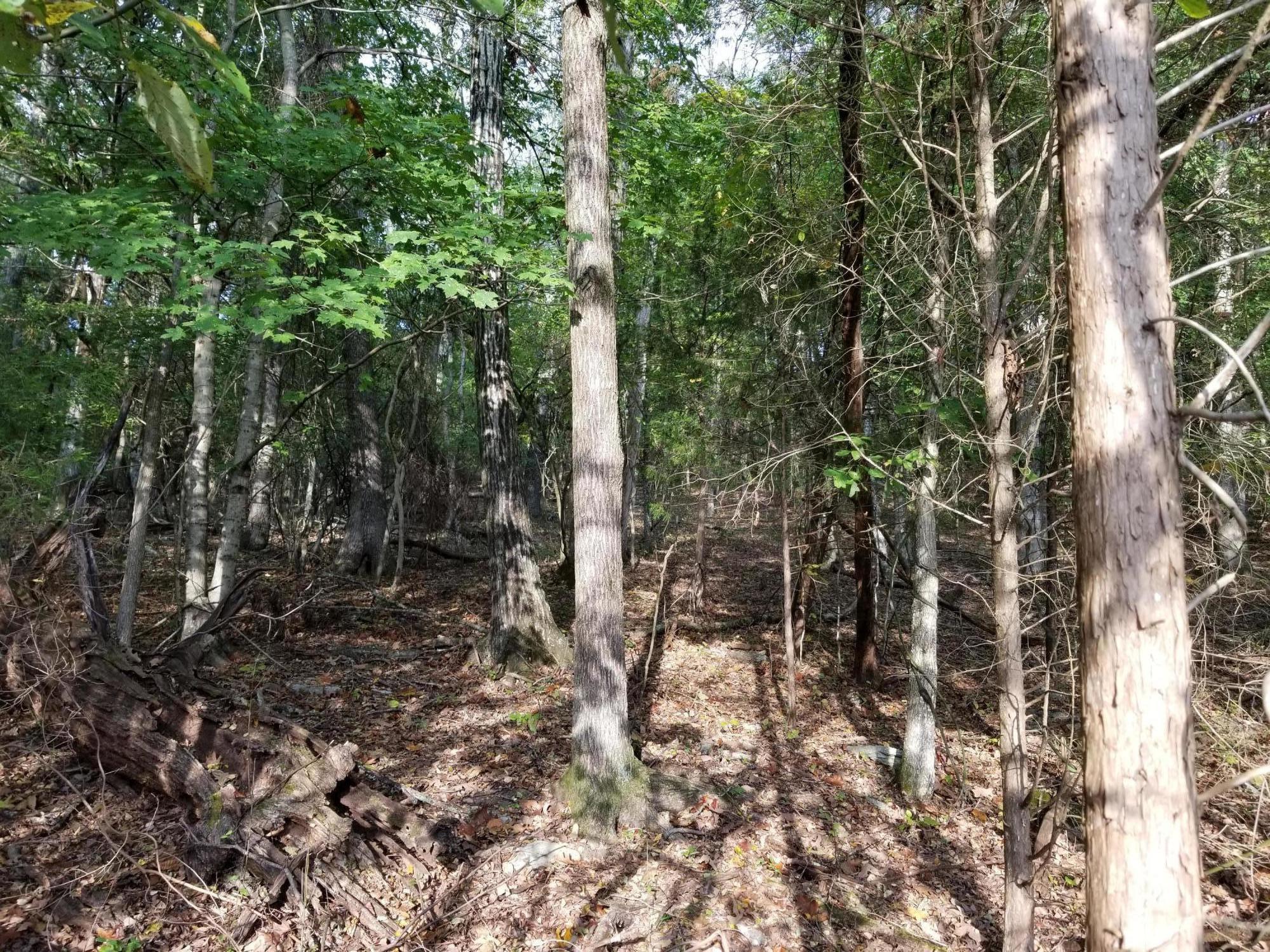 Lot 51 Key Cove Road Rd Spring Spring City, TN 37381 - Photo 4 of 6 20171015_173842