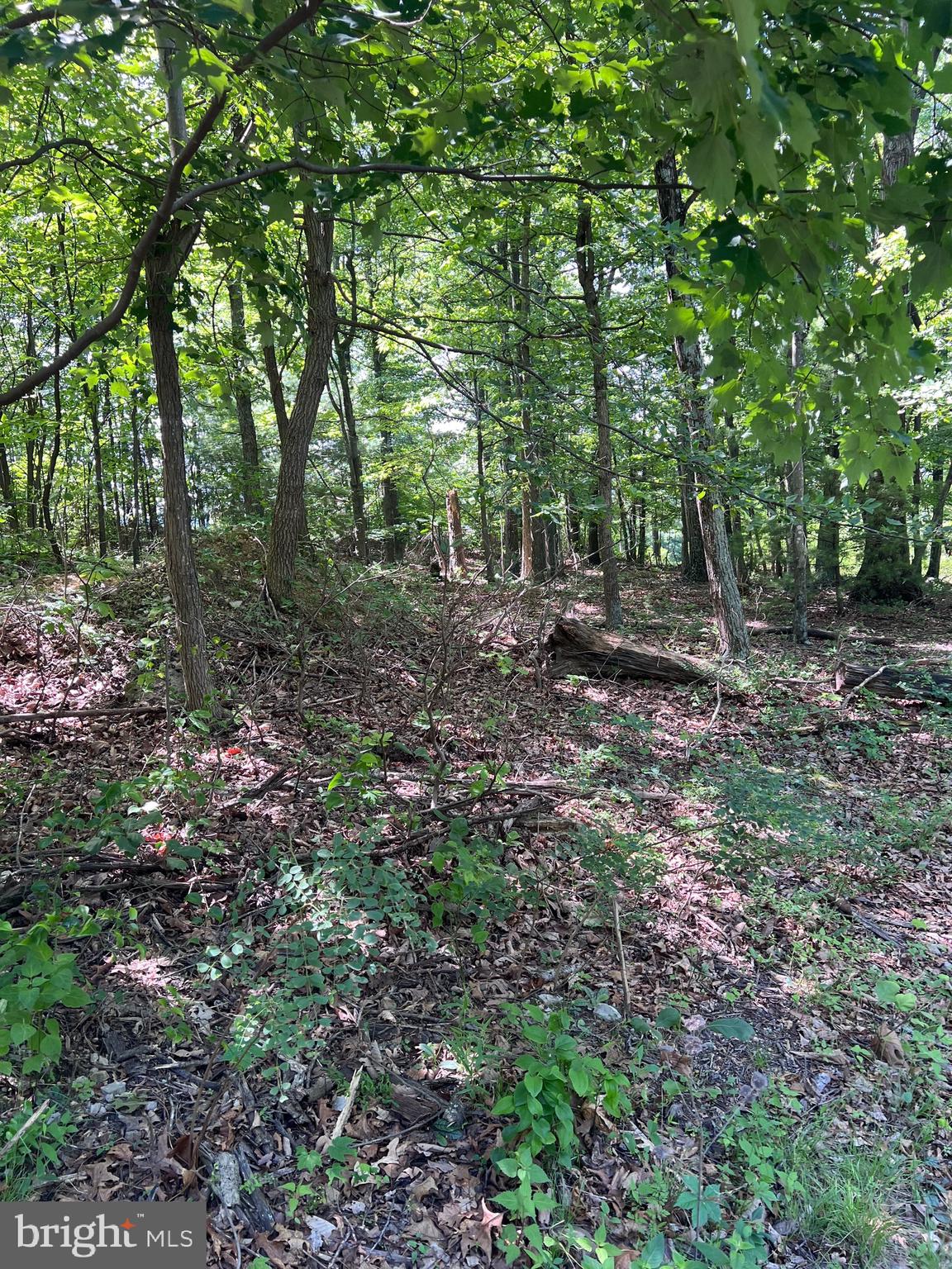Tbd Brill Road Star Tannery, VA 22654 - Photo 10 of 13