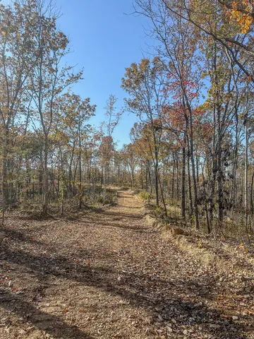 a view of a yard with trees