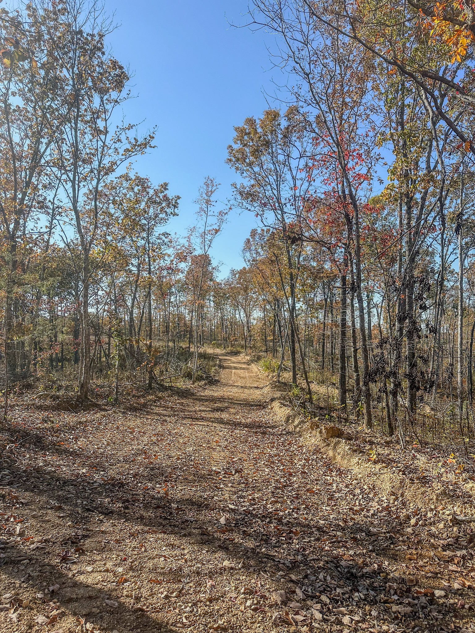 0 Fire Tower Road Centerville, TN 37033 - Photo 12 of 33 a view of a yard with trees