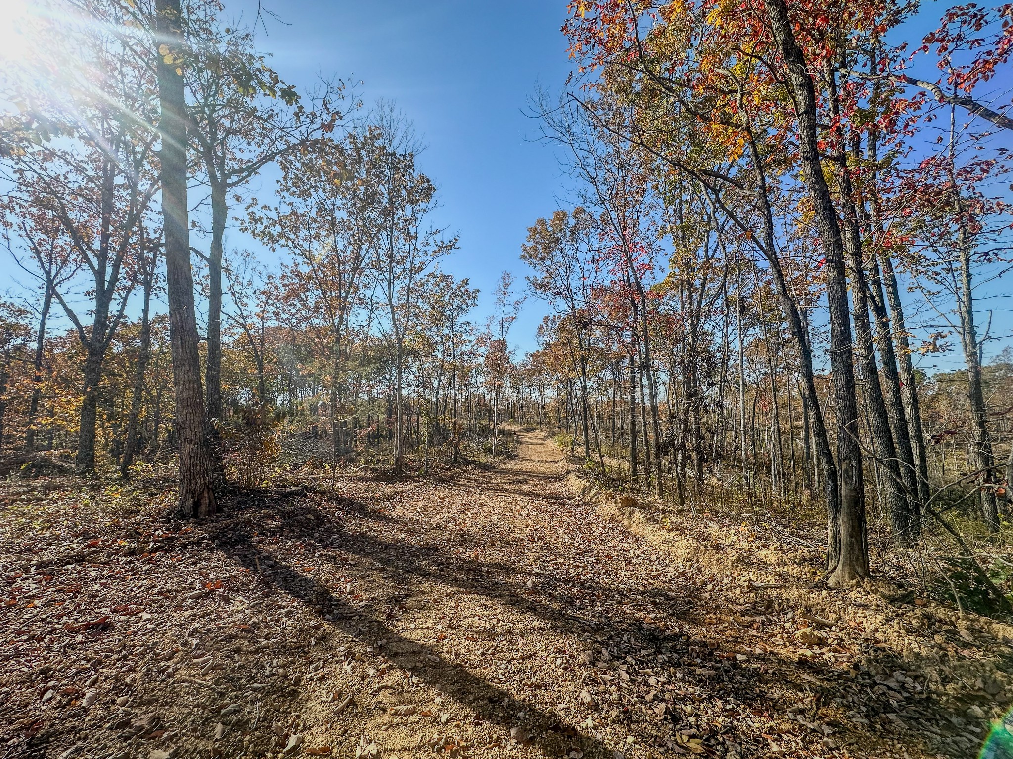 0 Fire Tower Road Centerville, TN 37033 - Photo 13 of 33 a view of a yard with trees