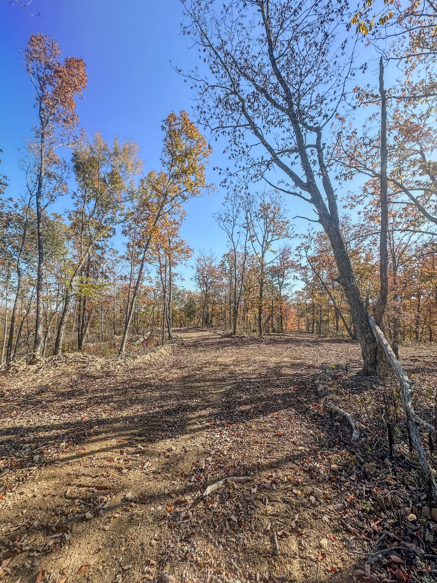 0 Fire Tower Road Centerville, TN 37033 - Photo 16 of 33 a view of dirt yard with a large tree