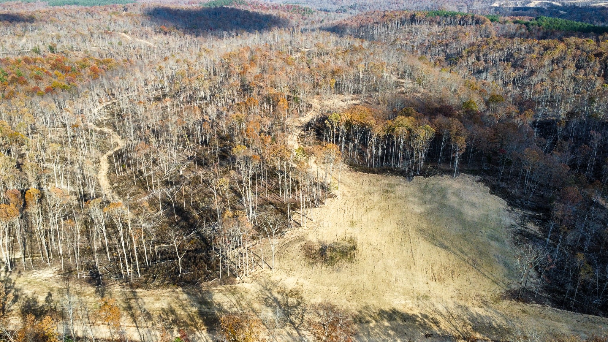 0 Fire Tower Road Centerville, TN 37033 - Photo 18 of 33 a view of a yard with trees