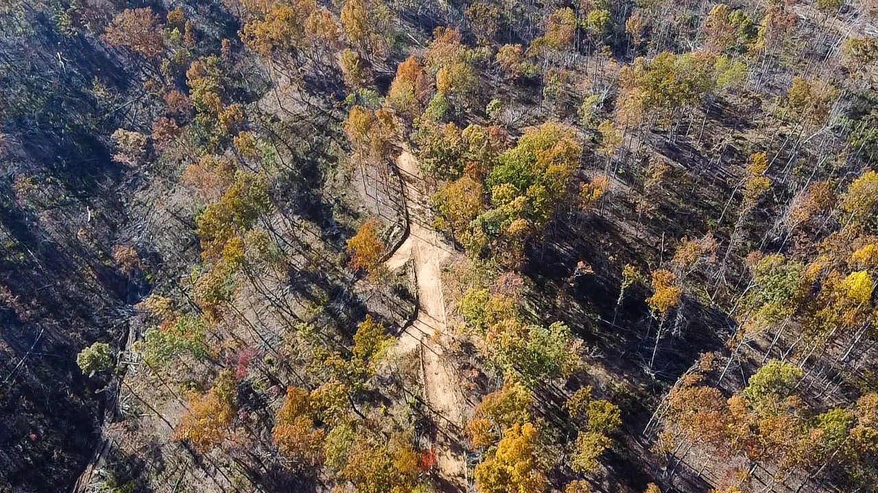 0 Fire Tower Road Centerville, TN 37033 - Photo 28 of 33 a view of tree