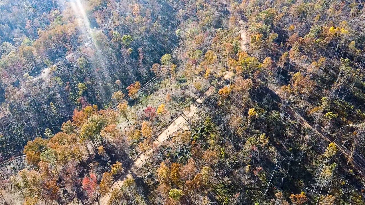 0 Fire Tower Road Centerville, TN 37033 - Photo 29 of 33 a view of tree