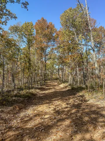 a view of a yard with large trees