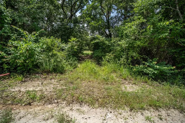 a view of a lush green forest with a tree