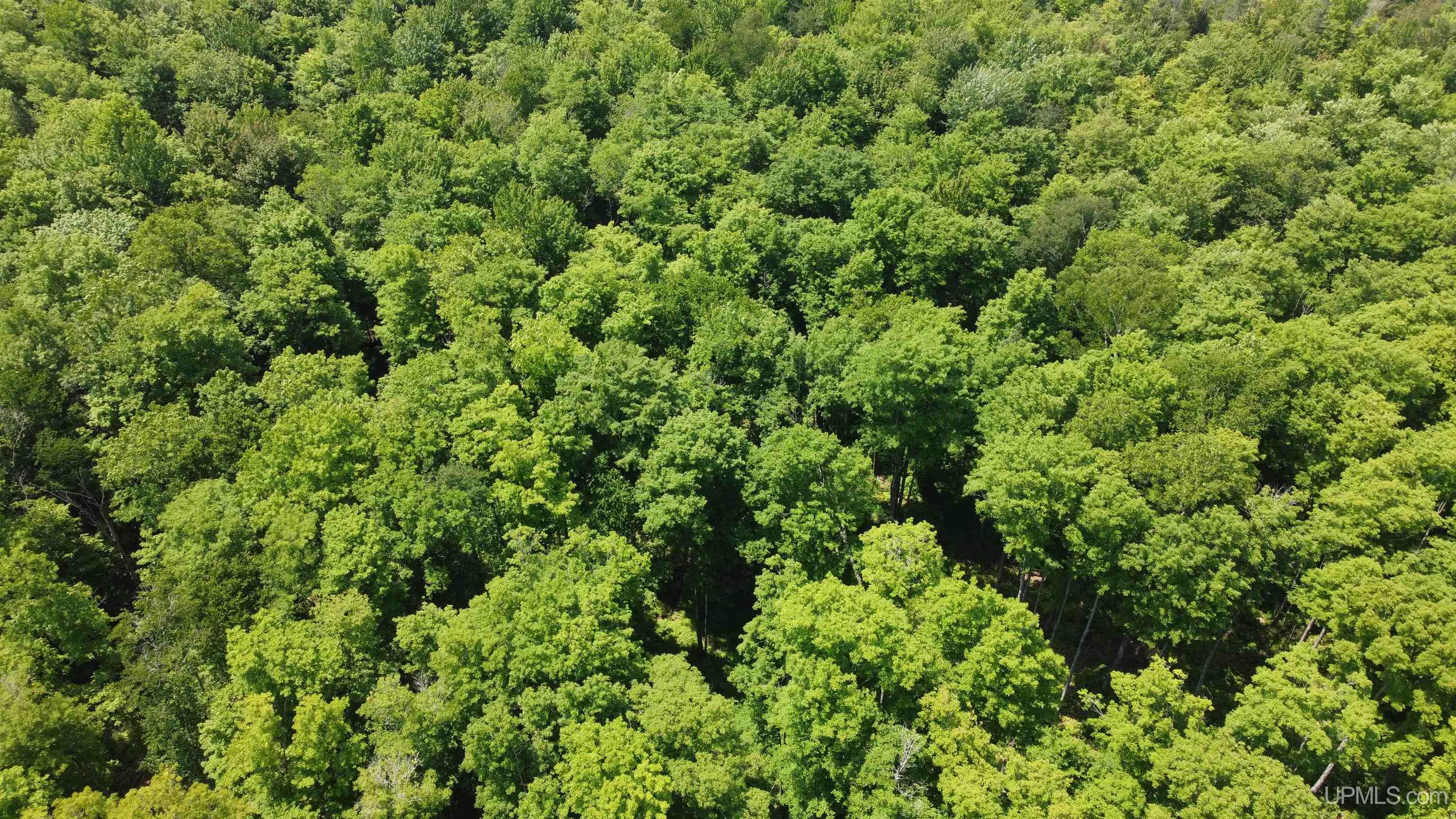 On East Shingleton Road Shingleton, MI 49884 - Photo 26 of 32