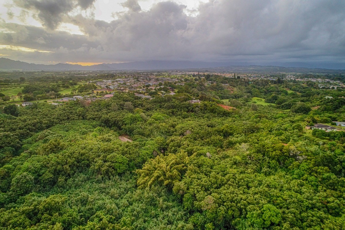 Kahumoku Road, Unit 3 Lihue, HI 96766 - Photo 23 of 27 a view of a yard with an trees
