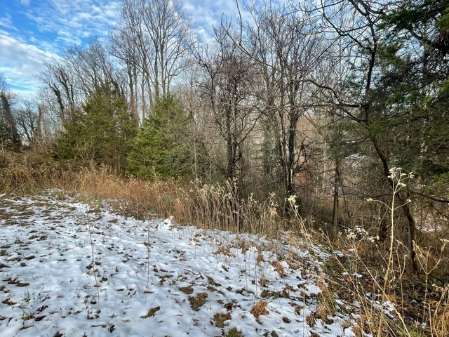 a view of a forest with a tree