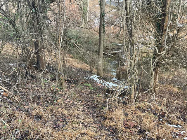 a view of a forest with trees