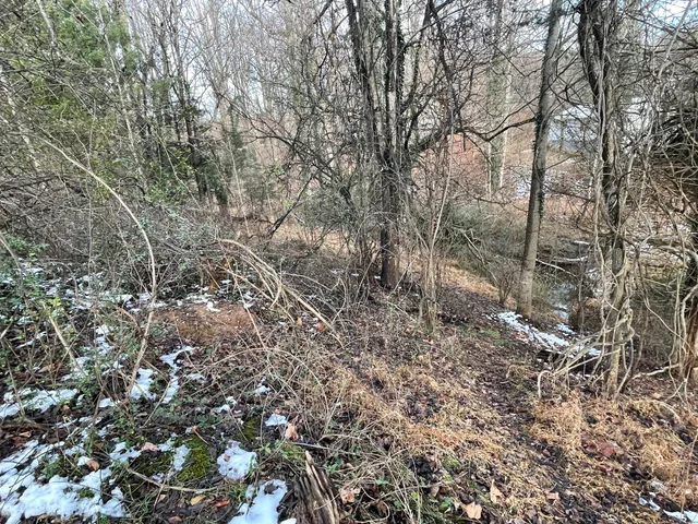 a view of a forest with trees in the background