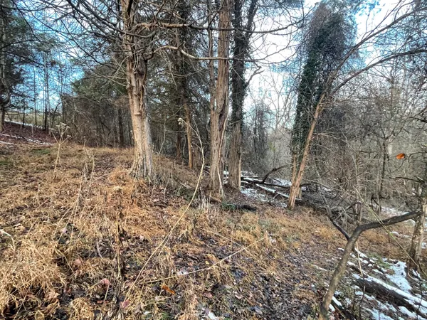 a view of a lake with large trees