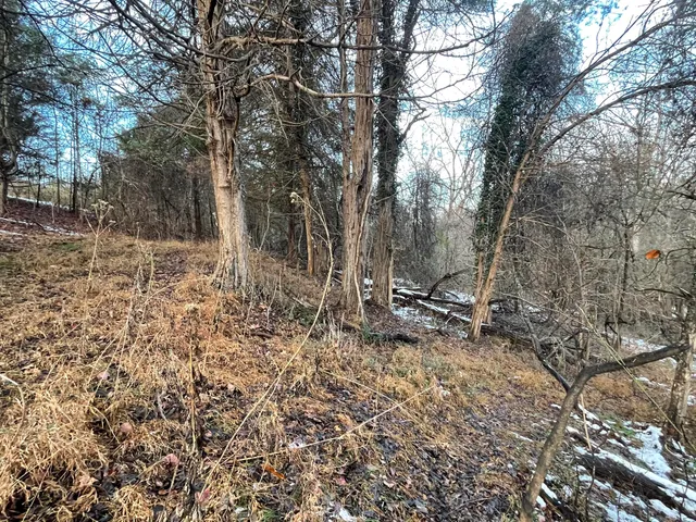 a view of a lake with large trees