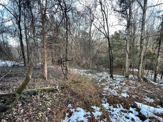 a view of outdoor space and tree