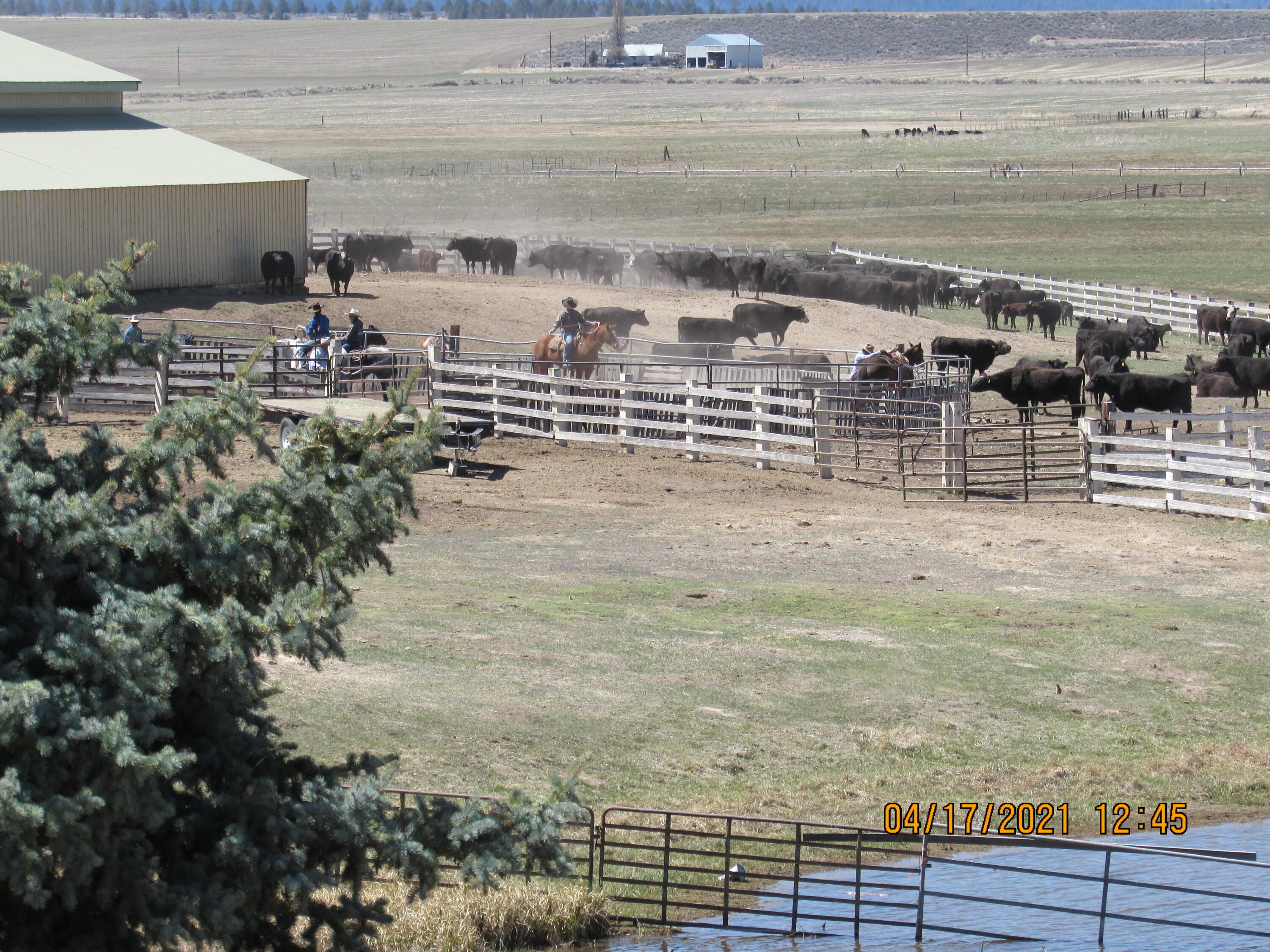 44220 Highway 140 Beatty, OR 97621 - Photo 101 of 101 working cattle