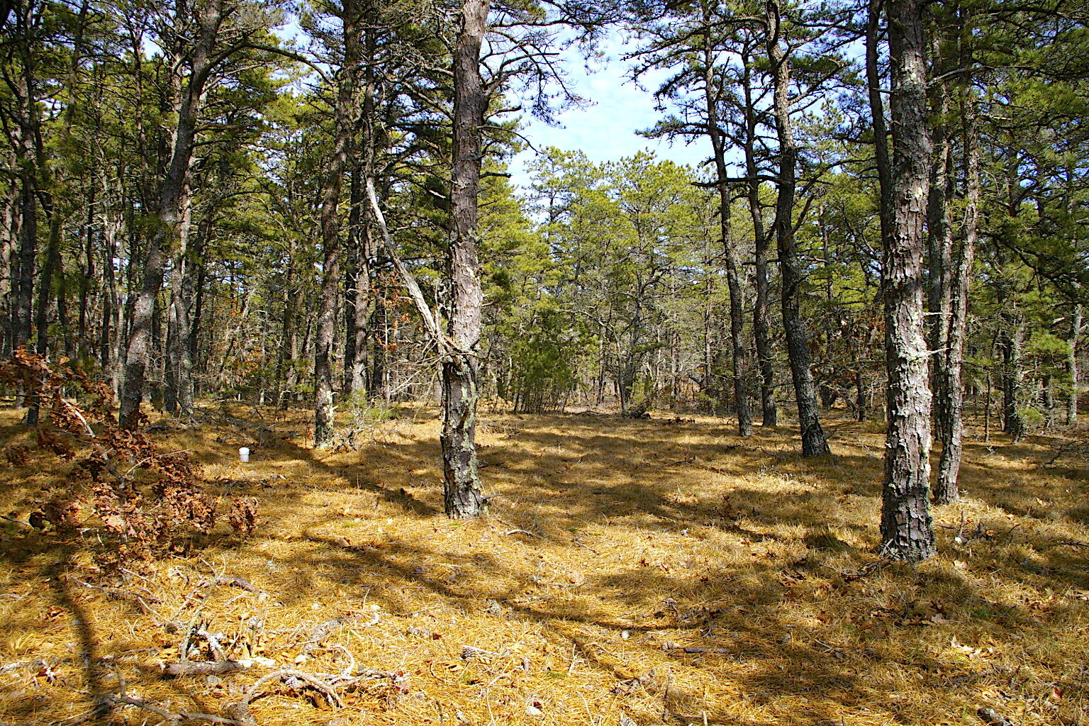 44 Sea Pine Road Wellfleet, MA 02667 - Photo 1 of 2 lot