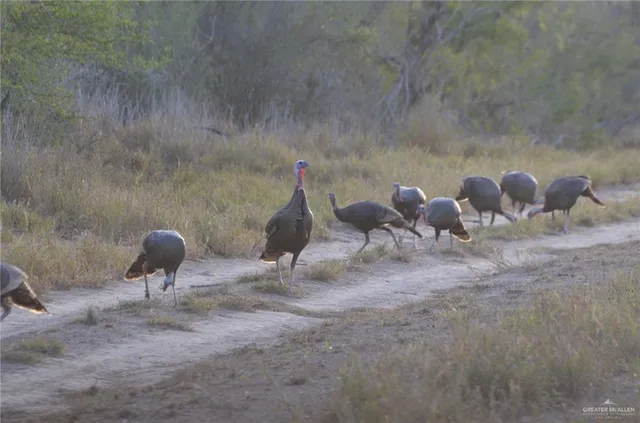 $1,500,000 | 0 North Mile 7 North, Penitas, TX 78576