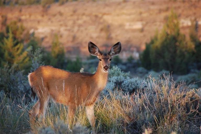 16346 Southwest Dove Road Terrebonne, OR 97760 - Photo 14 of 22 The Deschutes River Canyon borders the r