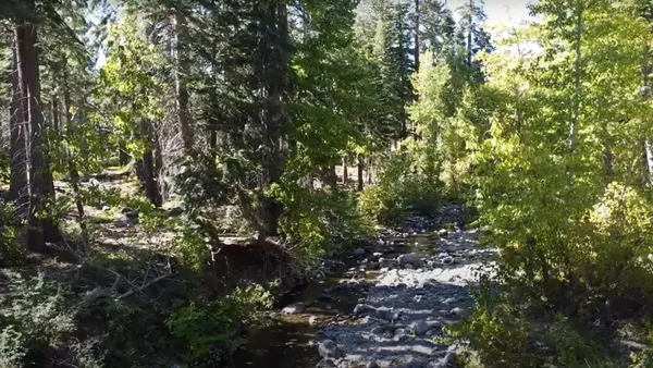 a view of a tree