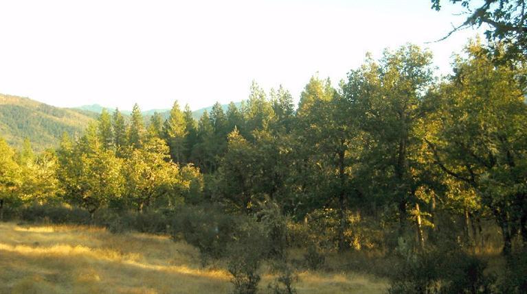 Tl1300 Water Gap Road Williams, OR 97544 - Photo 7 of 14 9