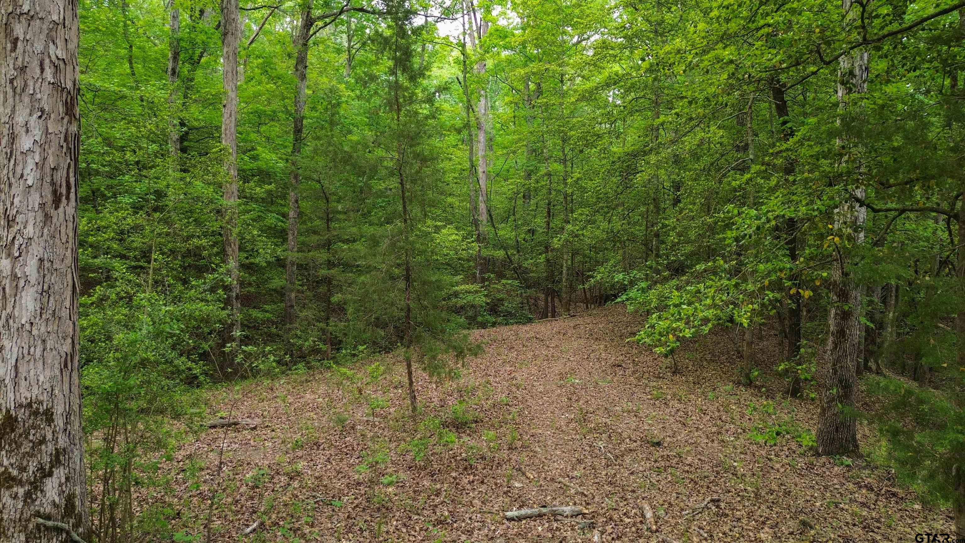 a view of a forest with trees