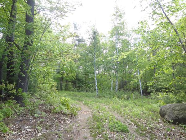 Lot 0 Bennett Road Hampden, MA 01036 - Photo 2 of 8 a view of a lush green forest