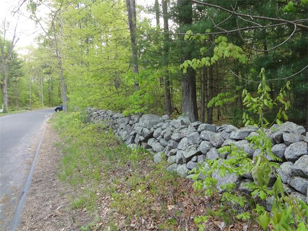 Lot 0 Bennett Road Hampden, MA 01036 - Photo 3 of 8 a view of a yard with plants and large trees